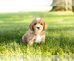 Small Photo #3 Goldendoodle-Poodle (Miniature) Mix Puppy For Sale in SHIPSHEWANA, IN, USA