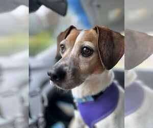 Jack-A-Bee Dogs for adoption in Springdale, PA, USA