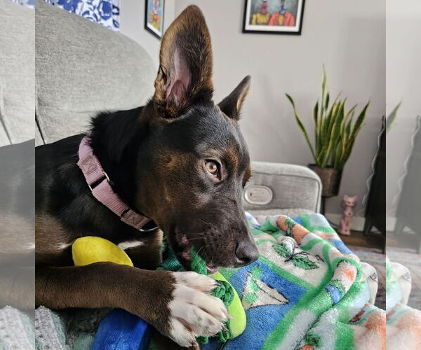 Medium Photo #2 Mutt Puppy For Sale in Fargo, ND, USA