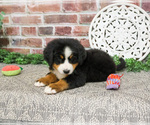 Small #3 Bernese Mountain Dog