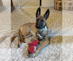 Small Photo #5 Mutt Puppy For Sale in Imlay City, MI, USA
