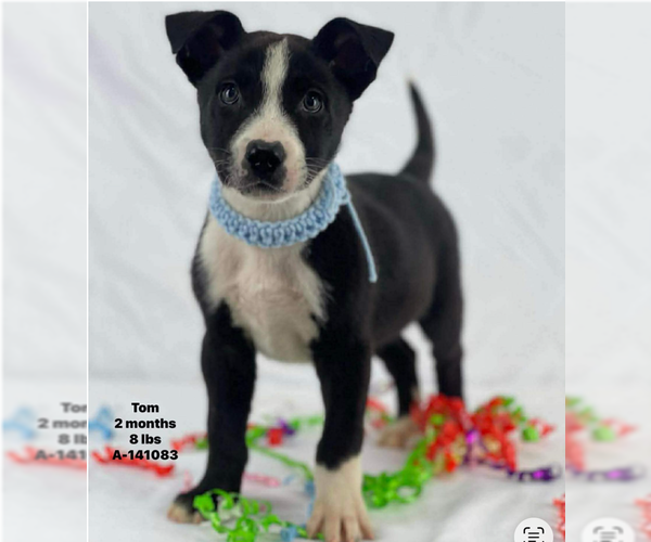 Medium Photo #1 Mutt Puppy For Sale in Woodbury, NY, USA