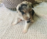 Small Photo #16 Miniature Australian Shepherd Puppy For Sale in TONASKET, WA, USA