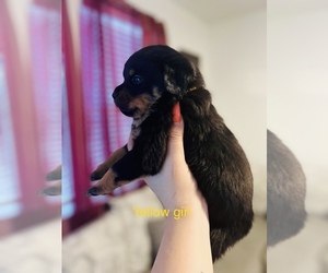 Rottweiler Puppy for sale in LOGANVILLE, GA, USA