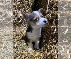 Pembroke Welsh Corgi Puppy for sale in SULLIVAN, IL, USA