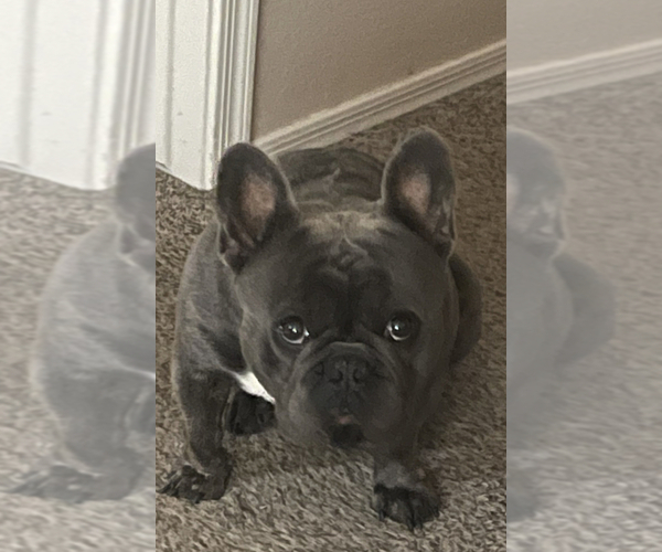 Medium Photo #4 French Bulldog Puppy For Sale in SAN TAN VALLEY, AZ, USA