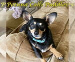 Small #1 Chiweenie