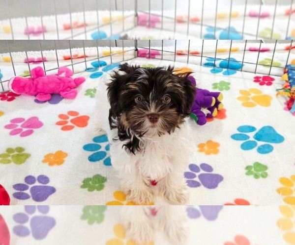Medium Photo #4 Havashire Puppy For Sale in ORO VALLEY, AZ, USA