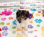 Piper - Female Havashire Puppy for Sale - Photo #4