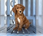 Small #3 Goldendoodle
