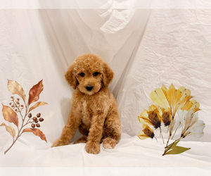 Poodle (Miniature) Puppy for sale in SAN FRANCISCO, CA, USA