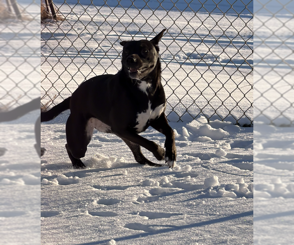 Medium Photo #8 Labrador Retriever-Unknown Mix Puppy For Sale in Coralville, IA, USA