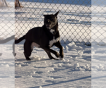 Small #7 Labrador Retriever Mix