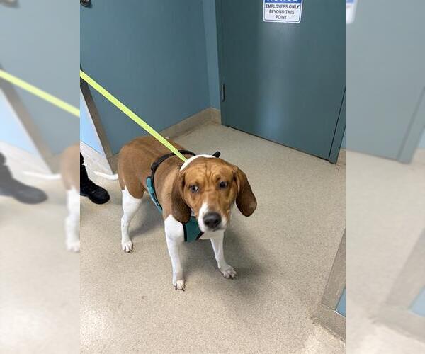 Medium Photo #1 Mutt Puppy For Sale in Newton, NC, USA