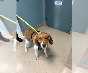 Mutt Dogs for adoption in Newton, NC, USA