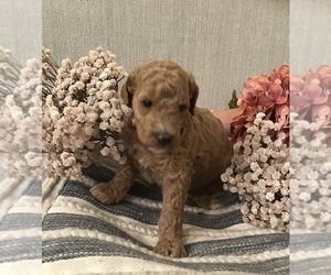 Poodle (Standard) Puppy for sale in SNOW CAMP, NC, USA