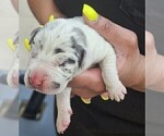 Puppy JOSIE Great Dane