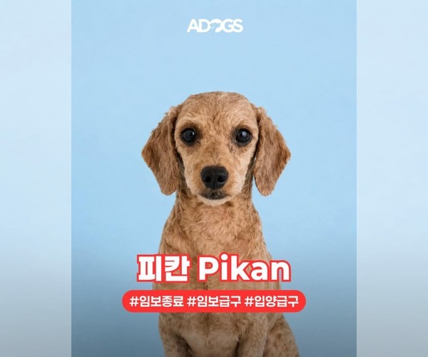 Medium Photo #1 Poodle (Miniature) Puppy For Sale in Agoura Hills, CA, USA