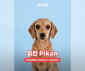 Poodle (Miniature) Dogs for adoption in Agoura Hills, CA, USA