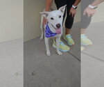 Phantasm - Female German Shepherd Dog-Unknown Mix Dog for Adoption - Small photo