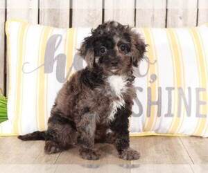 Cavapoo Puppy for sale in MOUNT VERNON, OH, USA