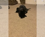 Small Photo #2 Labrador Retriever Puppy For Sale in SWEET HOME, OR, USA