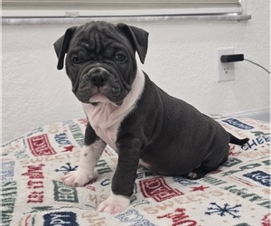 American Bully Puppy for sale in NORTH PORT, FL, USA
