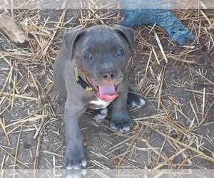 American Pit Bull Terrier Puppy for sale in DELAWARE, OH, USA
