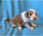 Small #1 Aussiedoodle