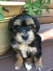 Poodle (Toy)-Yorkshire Terrier Mix Puppy for sale in DILLWYN, VA, USA