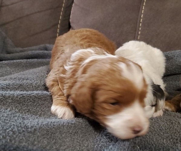 Medium Photo #24 Bernedoodle (Miniature) Puppy For Sale in LEETONIA, OH, USA