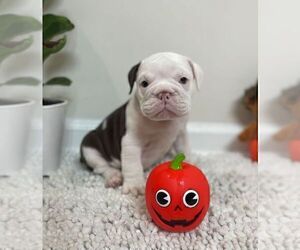 English Bulldog Puppy for sale in JOHNS ISLAND, SC, USA