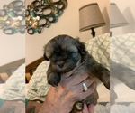 Small Photo #4 Maltipoo Puppy For Sale in WETUMPKA, AL, USA