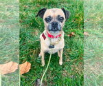 Small Photo #4 Pug-Unknown Mix Puppy For Sale in Germantown, OH, USA