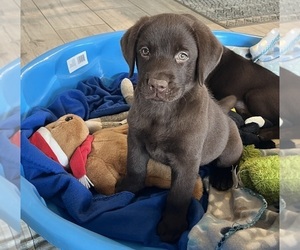Labrador Retriever Puppy for sale in WAUSEON, OH, USA