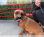 Small Photo #5 American Pit Bull Terrier-Unknown Mix Puppy For Sale in Woodbury, NY, USA