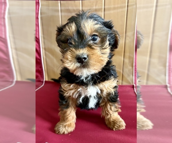 Medium Photo #9 YorkiePoo Puppy For Sale in FAIR HAVEN, MI, USA