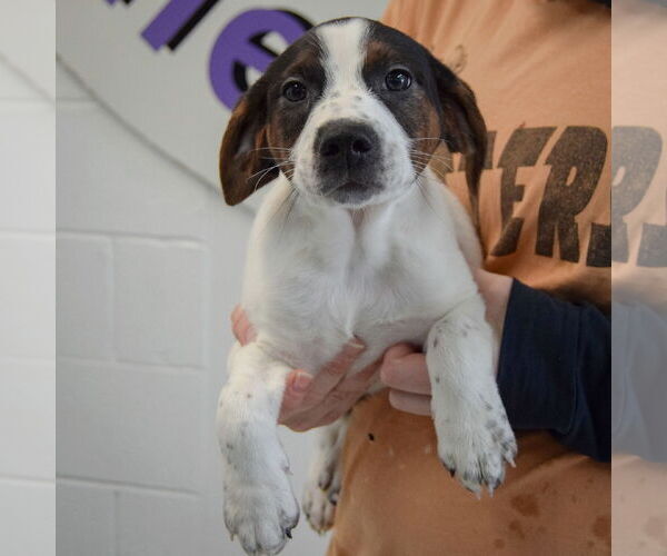 Medium Photo #3 Jack-A-Bee Puppy For Sale in Huntley, IL, USA