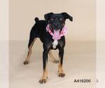 Small #1 Australian Kelpie Mix