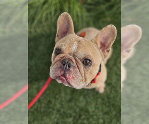French Bulldog Dogs for adoption in Lake Elsinore, CA, USA