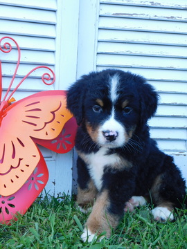Medium Photo #1 Bernese Mountain Dog Puppy For Sale in BALTIC, OH, USA