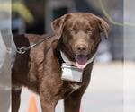 Small #7 Labrador Retriever Mix