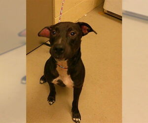 Mutt Dogs for adoption in Sanford, FL, USA