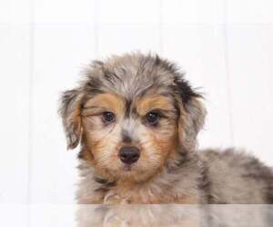 Aussie-Poo Puppy for sale in BEL AIR, MD, USA