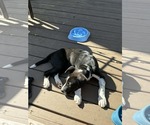 Small #7 Mutt