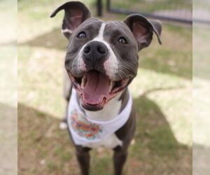 American Staffordshire Terrier Dogs for adoption in San Antonio, TX, USA
