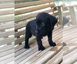 Small Photo #12 Labrador Retriever Puppy For Sale in SPENCER, TN, USA