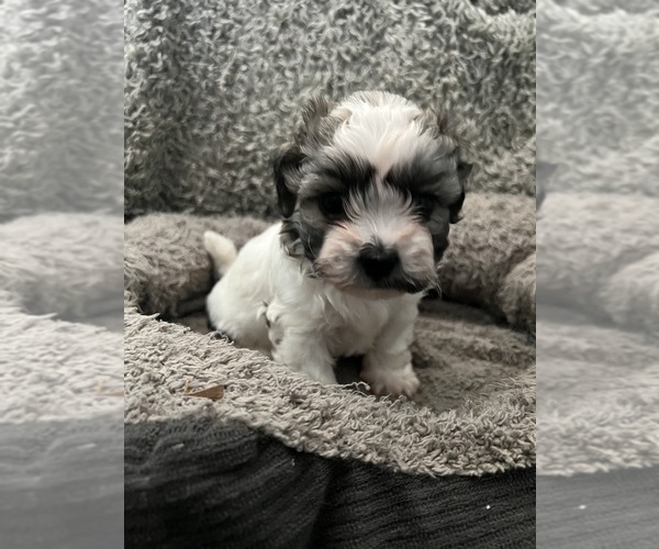 Medium Photo #42 Zuchon Puppy For Sale in RENO, NV, USA