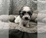 Small Photo #42 Zuchon Puppy For Sale in RENO, NV, USA