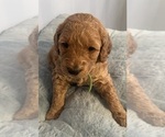 Small Photo #26 Goldendoodle (Miniature) Puppy For Sale in LOVES PARK, IL, USA